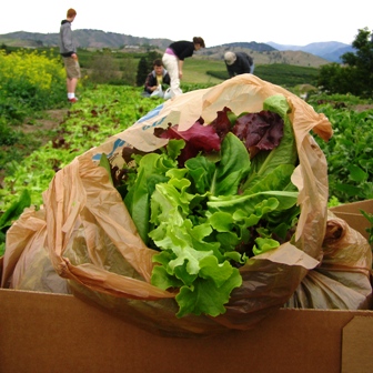 Harvest  Lettuce  Bag